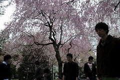 Hanami