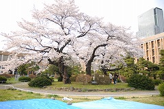 hanami