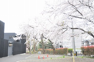 hanami