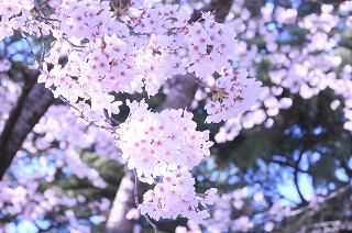 hanami